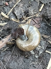 Oxychilus draparnaudi