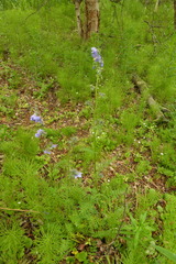 Polemonium acutiflorum