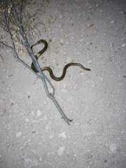 Paraphimophis rusticus