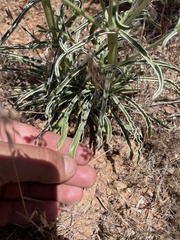 Frasera albomarginata