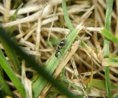 Floydwernerius gushi