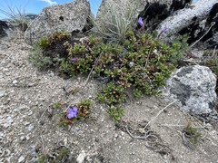 Penstemon davidsonii