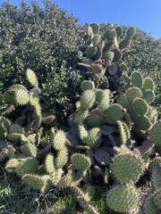 Opuntia oricola