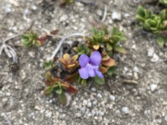 Penstemon davidsonii