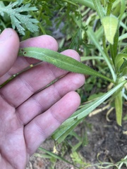 Amsinckia spectabilis