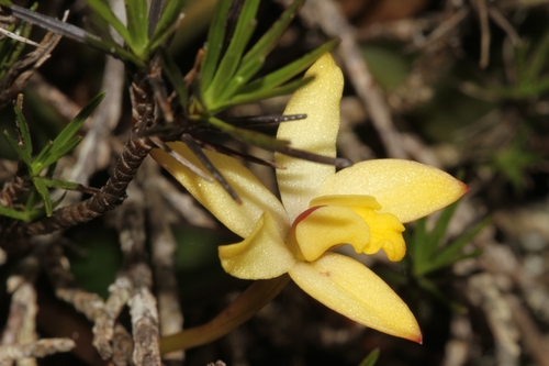 Cattleya bradei, photograph 1