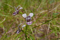 Diuris dendrobioides