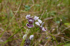 Diuris dendrobioides