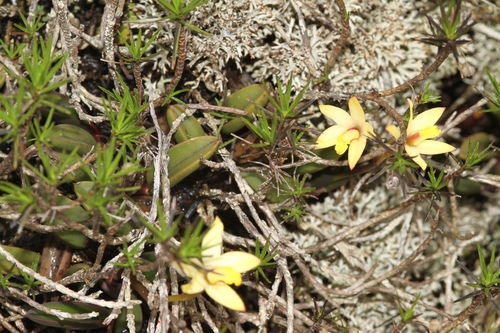 Cattleya bradei, photograph 2