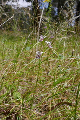 Diuris dendrobioides