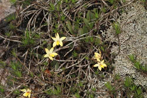 Cattleya bradei, photograph 4