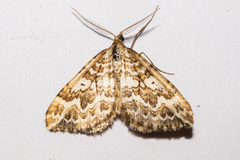 Asaphodes clarata