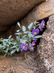 Solanum parishii