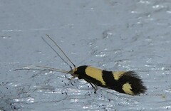 Opogona comptella
