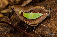 Polyura