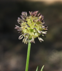 Opercularia vaginata