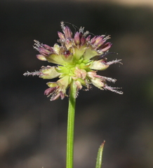 Opercularia vaginata