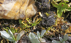 Sagina saginoides