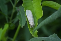 Halysidota ruscheweyhi