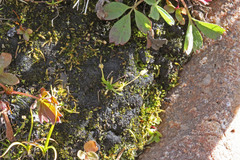 Sagina saginoides