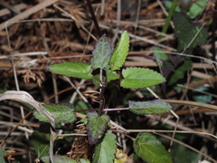 Stachys floridana