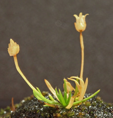 Sagina saginoides