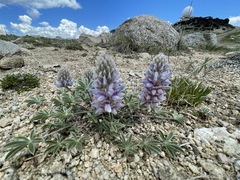 Lupinus lepidus ashlandensis