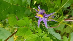 Solanum subinerme