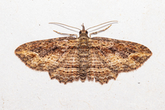 Chloroclystis filata