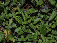 Stachys floridana