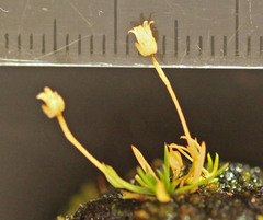 Sagina saginoides