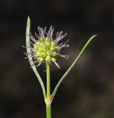 Opercularia vaginata
