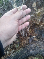 Amphicarpum amphicarpon