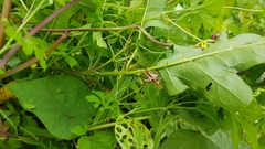 Solanum subinerme