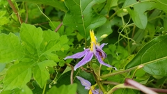 Solanum subinerme