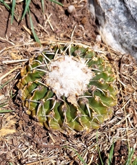 Parodia erinaceus