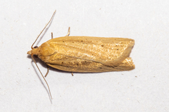 Clepsis leucaniana
