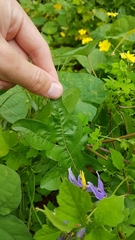 Solanum subinerme