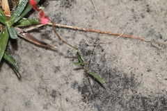 Mandevilla tenuifolia