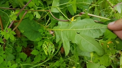 Solanum subinerme