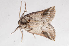 Declana junctilinea