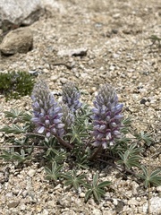 Lupinus lepidus ashlandensis