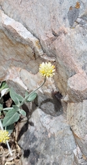 Pfaffia gnaphalioides