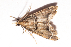 Diplopseustis perieresalis