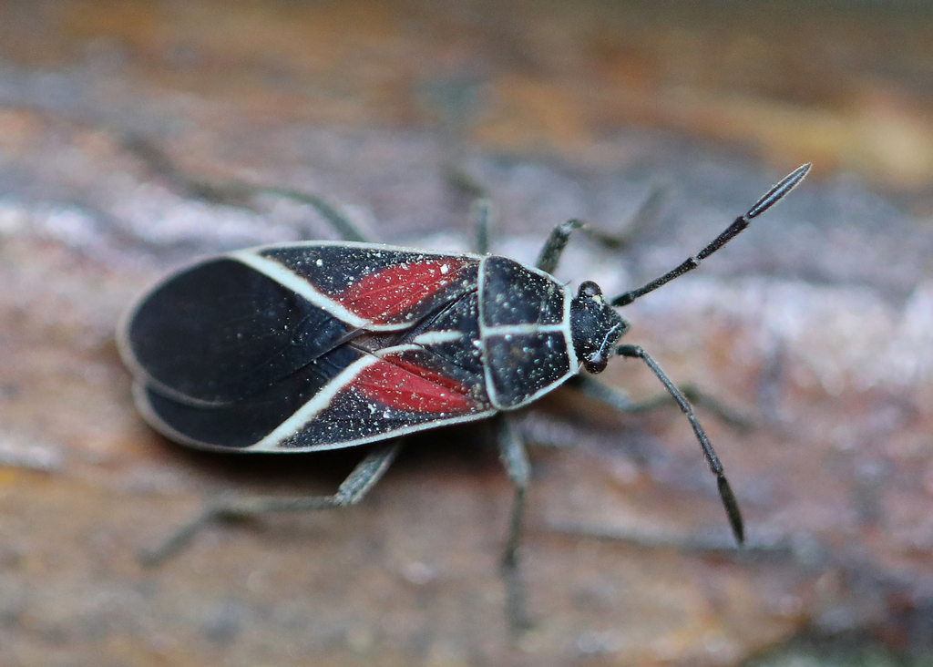 Craspeduchus circumseptus