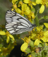 Aporia leucodice