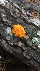 Tremella