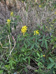 Crotalaria trichotoma
