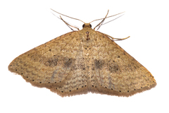 Epicyme rubropunctaria