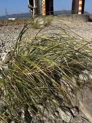 Saccharum spontaneum